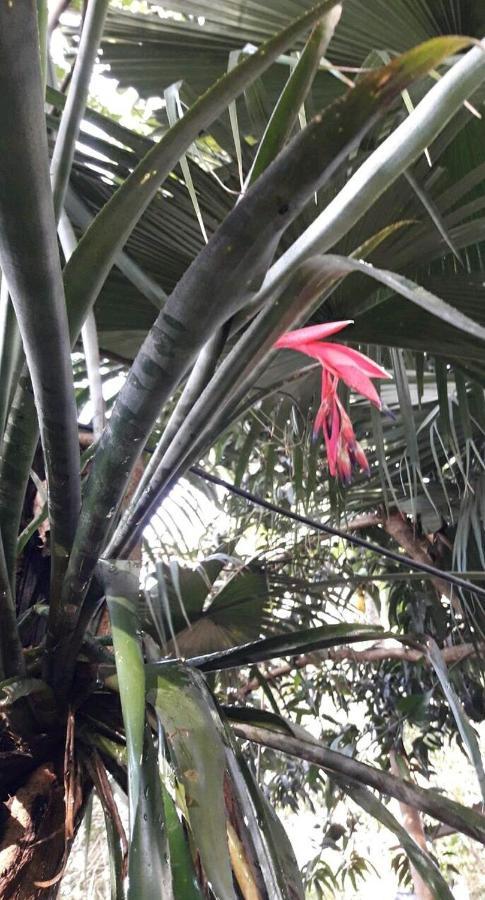 Homestay Jardin De Naipi