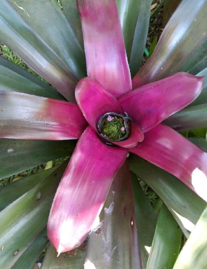 Jardin De Naipi *