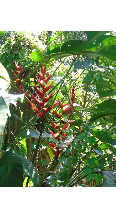 Jardin De Naipi