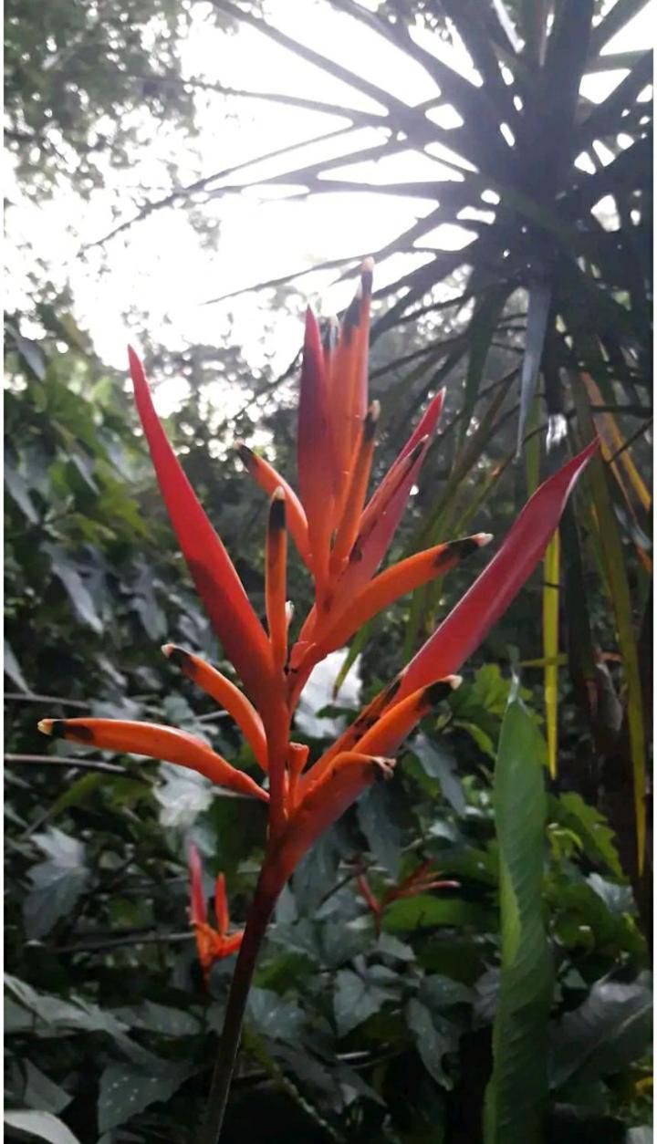 Jardin De Naipi Homestay *